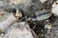 Phyllobius betulinus