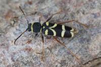 Clytus arietis