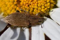 Tanymecus palliatus