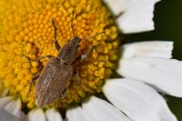 Tanymecus palliatus