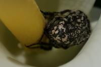 Oxythyrea funesta