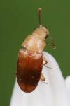 Antherophagus pallens