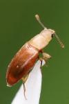 Antherophagus pallens