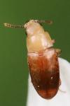 Antherophagus pallens