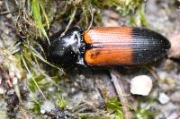 Ampedus balteatus