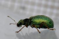Polydrusus pterygomalis