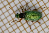Polydrusus pterygomalis