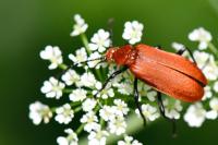 Pyrochroa serraticornis