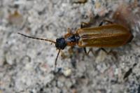 Rhagonycha nigriventris