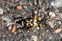 Rutpela maculata