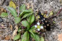 Anoplodera sexguttata