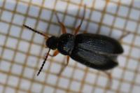 Mycetochara maura