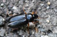Mycetochara maura