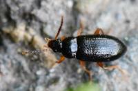 Mycetochara maura
