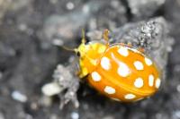 Halyzia sedecimguttata