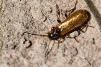 Rhagonycha nigriventris