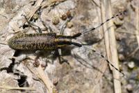 Agapanthia villosoviridescens