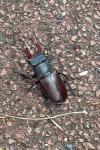 Lucanus cervus