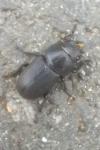 Dorcus parallelipipedus