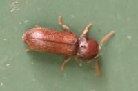 Ptilinus
