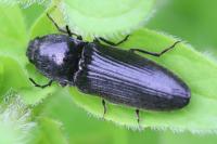 Hemicrepidius