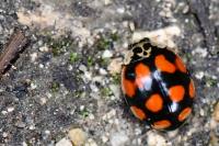 Adalia decempunctata