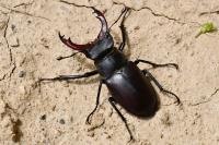 Lucanus cervus