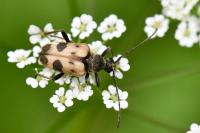 Pachytodes cerambyciformis