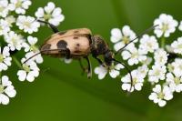 Pachytodes cerambyciformis