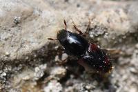 Scolytus scolytus