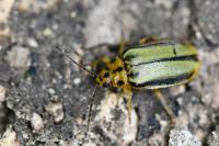 Xanthogaleruca luteola