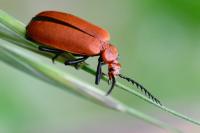 Pyrochroa serraticornis