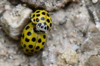 Psyllobora vigintiduopunctata