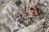 Anthonomus rectirostris