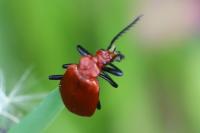 Pyrochroa serraticornis