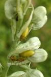 Cteniopus sulphureus