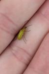 Cteniopus sulphureus