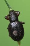Strophosoma