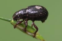Strophosoma