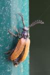 Drilus flavescens