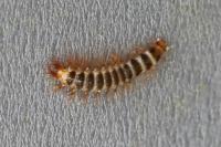 Drilus flavescens