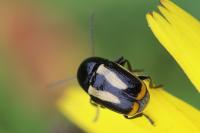 Cryptocephalus vittatus