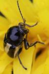 Cryptocephalus vittatus
