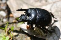 Typhaeus typhoeus
