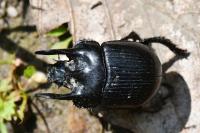 Typhaeus typhoeus