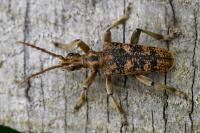 Rhagium sycophanta