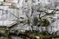 Rhagium mordax