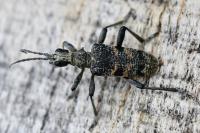 Rhagium mordax