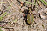 Cicindela campestris