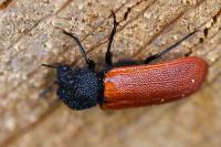 Bostrichus capucinus